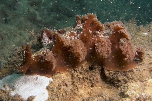 Marionia rubra