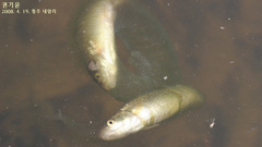 Rhynchocypris oxycephalus