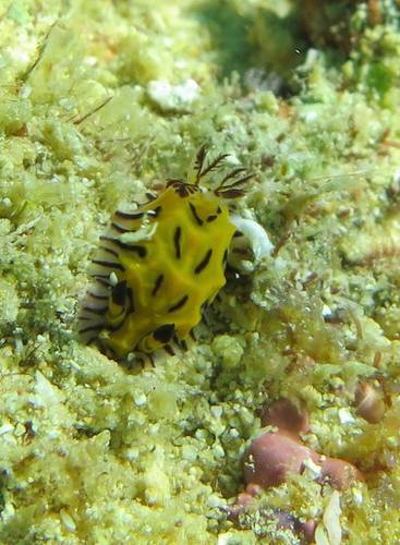 Halgerda willeyi