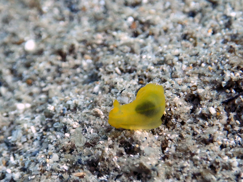 Gymnodoris crocea