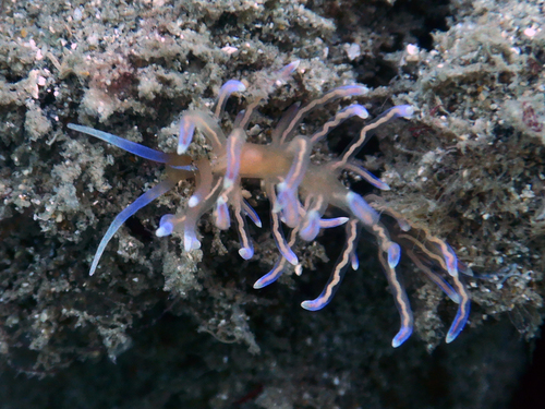 Phyllodesmium opalescens