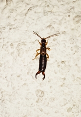 Forficula auricularia