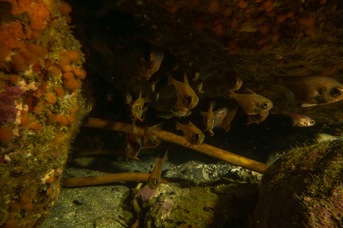 Silver sweeper (Pempheris adspersa) — Pempheridae — 3
