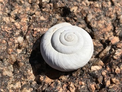 Sonorelix borregoensis