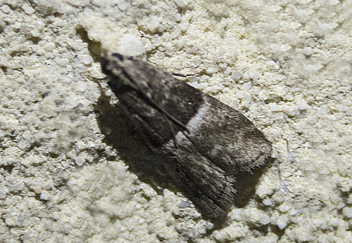 Phycide trompeuse