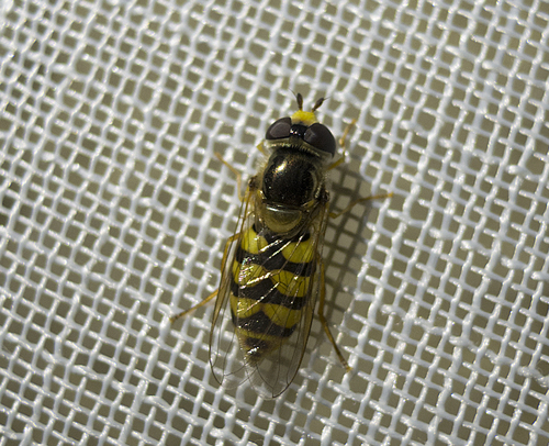 Eupeodes nuba