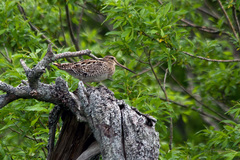 Gallinago hardwickii