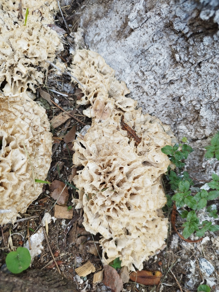 Irpex rosettiformis · April 2023 · photo: © seba_fornes (iNaturalist, cc-by)