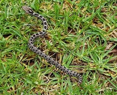 Crotalus ravus