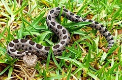 Crotalus ravus
