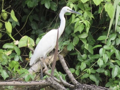 Egretta garzetta