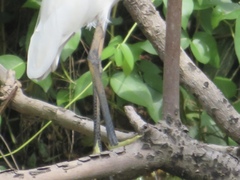 Egretta garzetta