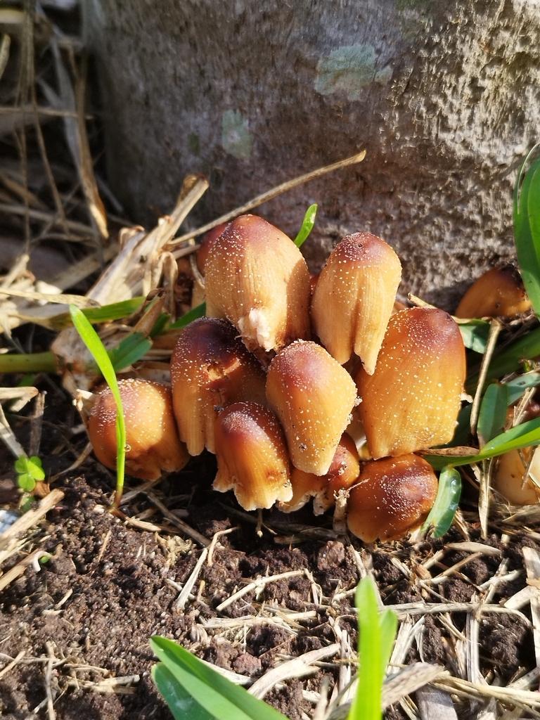 Coprinellus micaceus · April 2023 · photo: © seba_fornes (iNaturalist, cc-by)
