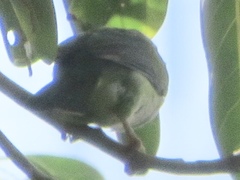 Psilopogon zeylanicus