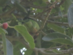 Psilopogon zeylanicus