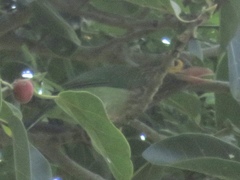 Psilopogon zeylanicus