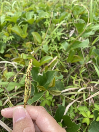 Ischaemum aristatum iNat (3)