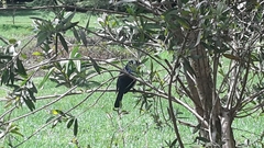 Copsychus saularis ceylonensis