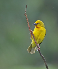 Holub's Golden Weaver photo 1