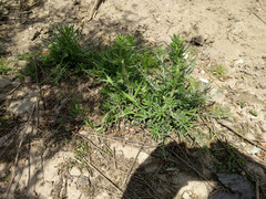 Centromadia parryi australis