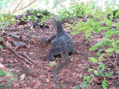 Varanus salvator salvator