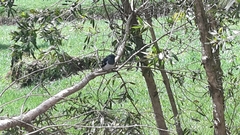 Copsychus saularis ceylonensis