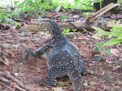 Varanus salvator salvator