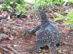 Varanus salvator salvator
