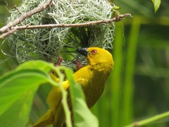 Ploceus subaureus subaureus