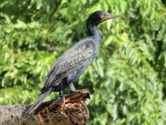 Phalacrocorax fuscicollis