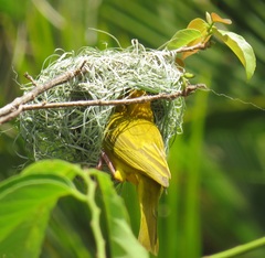 Ploceus subaureus subaureus