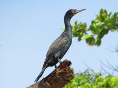 Phalacrocorax fuscicollis