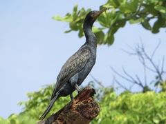Phalacrocorax fuscicollis