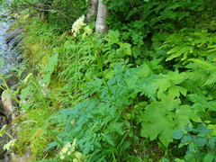 Ligusticum canbyi