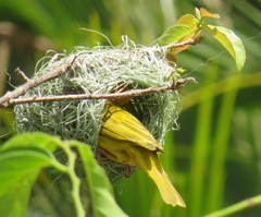 Ploceus subaureus subaureus