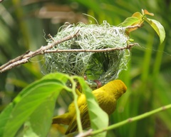 Ploceus subaureus subaureus