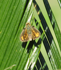 Hylephila phyleus