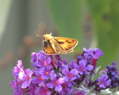 Hylephila phyleus