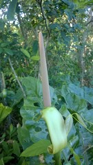 Anthurium paraguayense