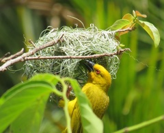 Ploceus subaureus subaureus