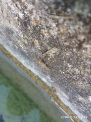 Micrommata