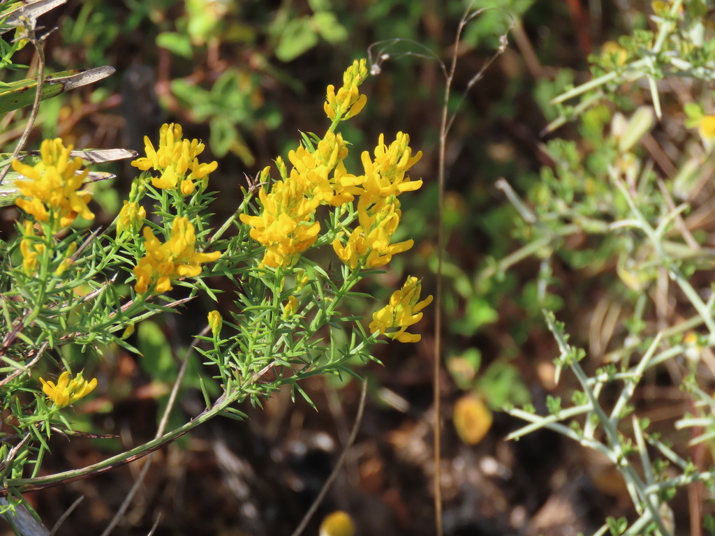 Genista tridens