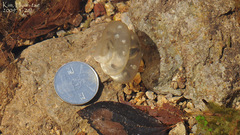 Hynobius quelpaertensis