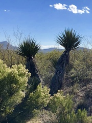 Yucca schottii
