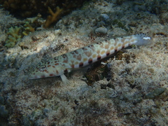 Parapercis millepunctata