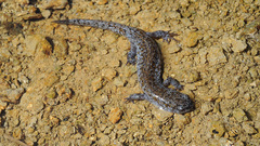 Hynobius quelpaertensis