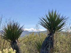 Yucca schottii