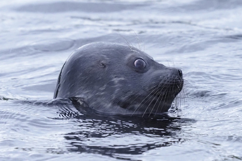 Saimaa Seal, South Savo, FI-IS, FI, photo 7 of 10