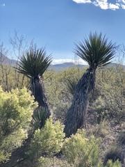 Yucca schottii