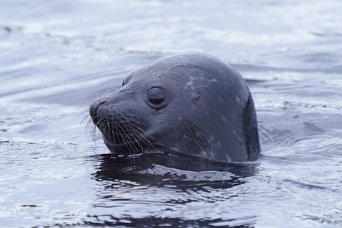 Saimaa Seal, photo 3 of 10